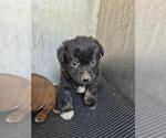 Small Mutt