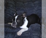 Small #5 Boston Terrier