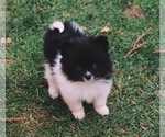 Small #9 Pomeranian