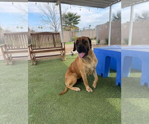 Mastiff Dogs for adoption in Goodyear, AZ, USA