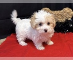 Small Maltipoo (Miniature)