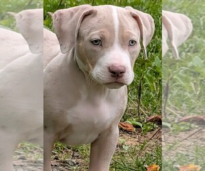 Medium American Bully