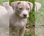 Puppy Puppy 2 Willie American Bully