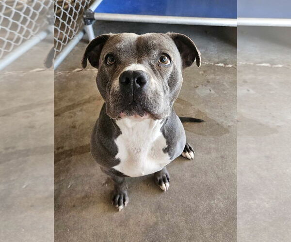 Medium Photo #2 American Pit Bull Terrier Puppy For Sale in El Centro, CA, USA