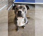 Small #1 American Pit Bull Terrier