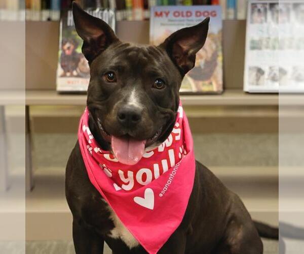 Medium Photo #2 Bull Terrier-Staffordshire Bull Terrier Mix Puppy For Sale in San Antonio, TX, USA