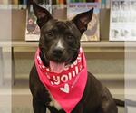 Small #1 Bull Terrier-Staffordshire Bull Terrier Mix