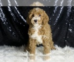 Small Photo #102 Goldendoodle (Miniature) Puppy For Sale in WARSAW, IN, USA