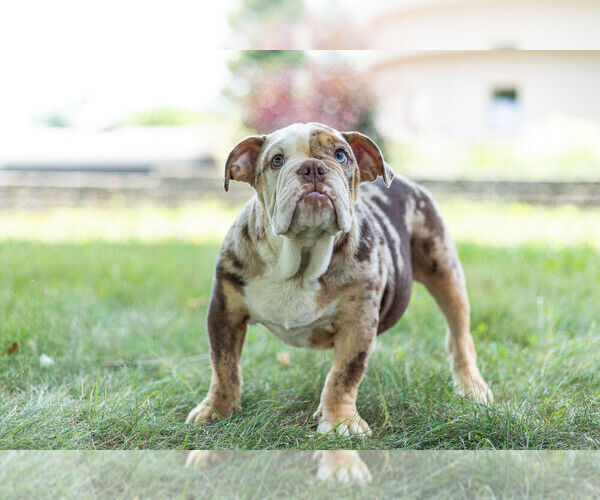 Medium Photo #2 Bulldog Puppy For Sale in WARSAW, IN, USA