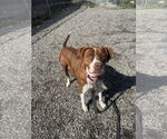Small #7 Boxador