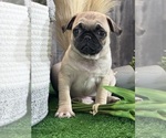 Small #3 Pug