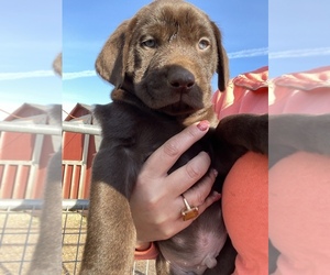 Labrador Retriever Puppy for sale in SALEM, OR, USA