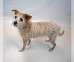Small #4 Mutt