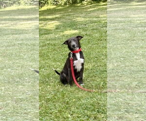Mutt Dogs for adoption in Wheaton, IL, USA
