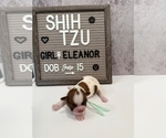 Puppy 5 Shih Tzu