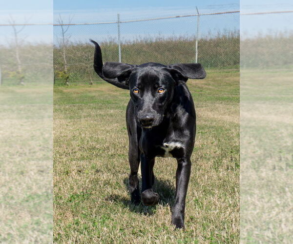 Medium Photo #2 Mutt Puppy For Sale in Abbeville, LA, USA