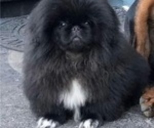 Father of the Pekingese puppies born on 12/19/2022