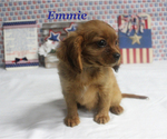 Small #1 Cavalier King Charles Spaniel