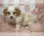 Small #3 Cavapoo