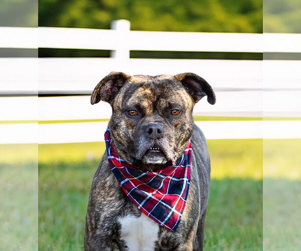 Medium Photo #2 Boxer-Unknown Mix Puppy For Sale in Unionville, PA, USA