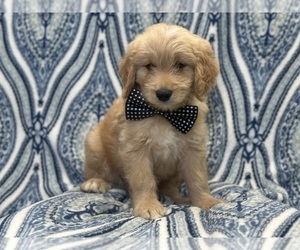 Goldendoodle Puppy for sale in LAKELAND, FL, USA