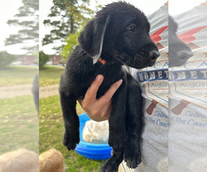 Labrador Retriever Puppy for Sale in CASCADE, Iowa USA