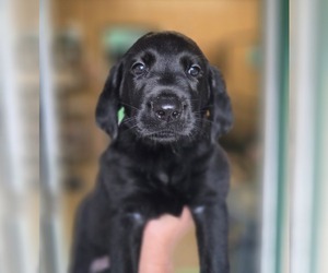Labrador Retriever Puppy for sale in LOVELADY, TX, USA
