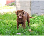 Small #3 Labrador Retriever
