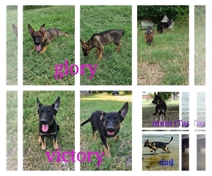 German Shepherd Dog Puppy for sale in FORT WORTH, TX, USA