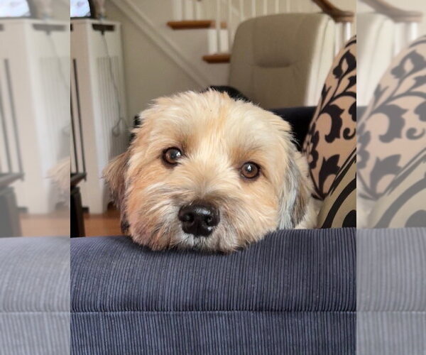 Medium Photo #4 Havanese-Unknown Mix Puppy For Sale in Canton, CT, USA