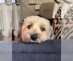Small #3 Havanese Mix