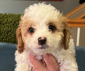 Cavapoo Puppy for sale in MORGANTON, NC, USA