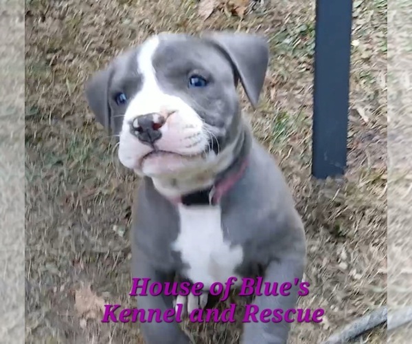 Medium Photo #3 American Pit Bull Terrier Puppy For Sale in DELAWARE, OH, USA