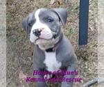 Small #2 American Pit Bull Terrier