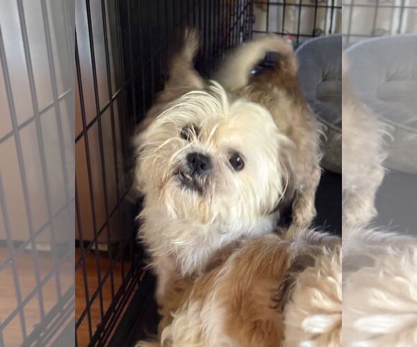 Medium Photo #3 Lhasa Apso-Unknown Mix Puppy For Sale in Wheaton, IL, USA