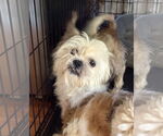 Small #2 Lhasa Apso Mix