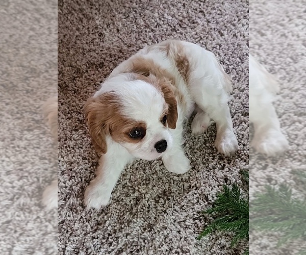 Medium Photo #1 Cavalier King Charles Spaniel Puppy For Sale in DOON, IA, USA