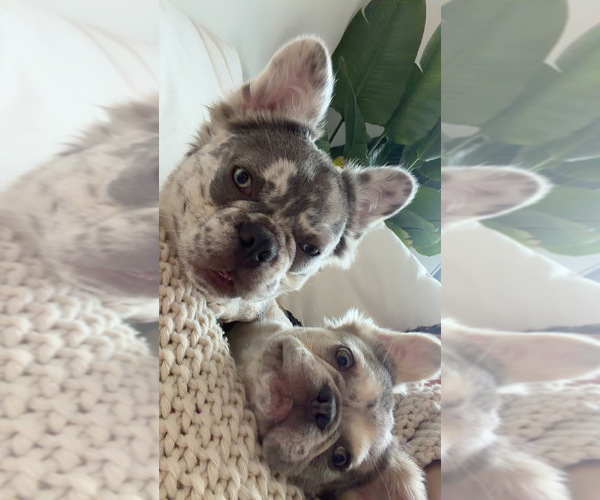 Medium Photo #3 French Bulldog Puppy For Sale in MIAMI, FL, USA