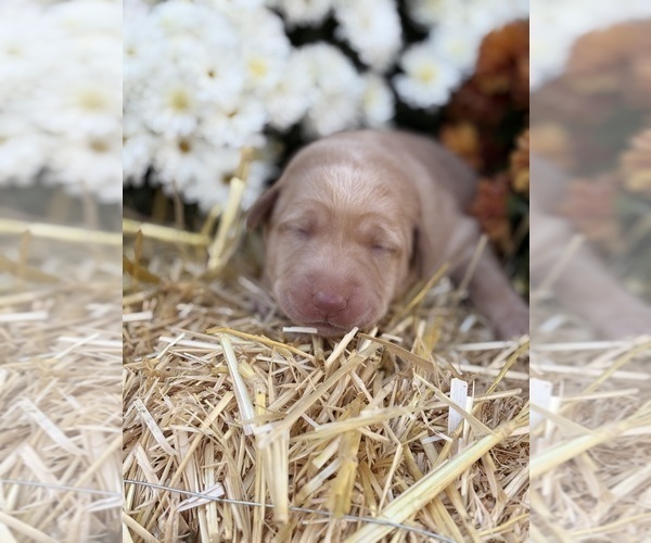 Medium Photo #31 Labrador Retriever Puppy For Sale in LEASBURG, MO, USA