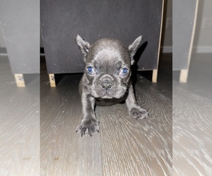 French Bulldog Puppy for sale in GREENSBORO, NC, USA