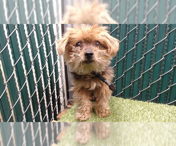 Medium Photo #1 Mutt Puppy For Sale in Downey, CA, USA