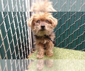 Mutt Dogs for adoption in Downey, CA, USA