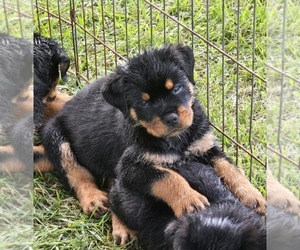 Rottweiler Puppy for sale in GREENVILLE, MI, USA