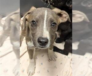 Mutt Dogs for adoption in Bakersfield, CA, USA