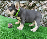 Small French Bulldog