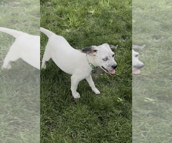 Medium Photo #4 Mutt Puppy For Sale in Springdale, PA, USA