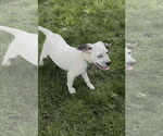 Small #3 Mutt