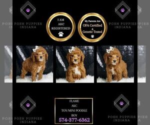 Poodle (Toy) Puppy for sale in WARSAW, IN, USA
