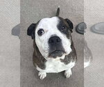 Small Photo #6 American Pit Bull Terrier-Unknown Mix Puppy For Sale in Germantown, OH, USA