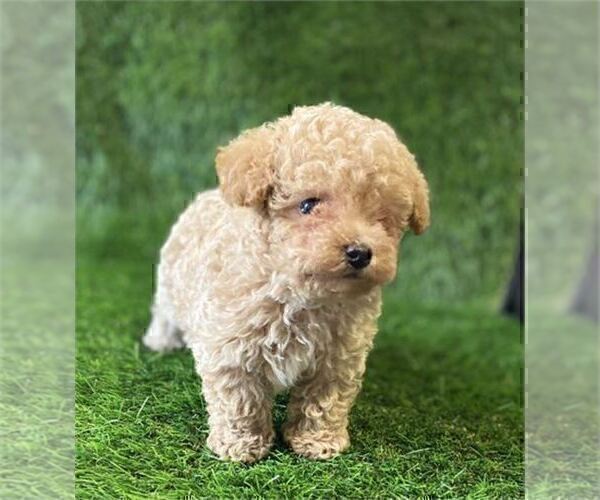 Medium Photo #4 Poodle (Toy) Puppy For Sale in ORLANDO, FL, USA